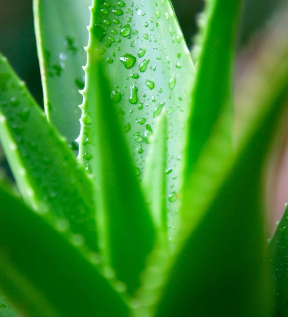 Aloe vera biljka