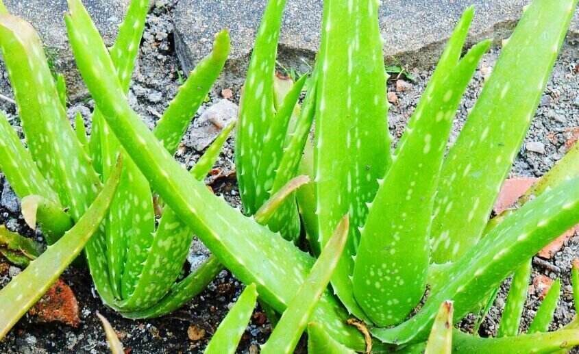 Kako uzgajati Aloe Veru