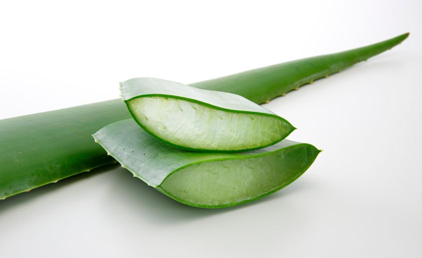 aloe vera biljka