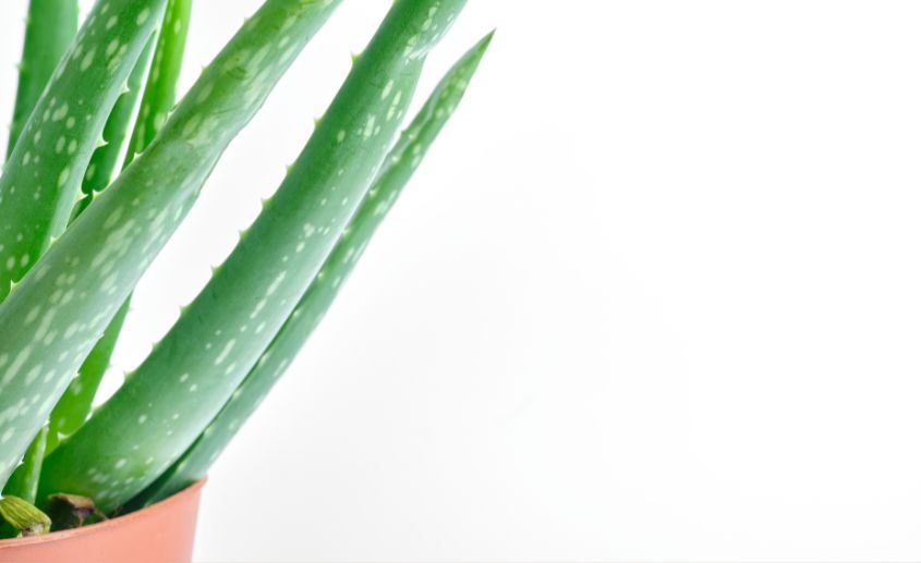 10 razloga zašto je Aloe Vera dobra za vaše zdravlje