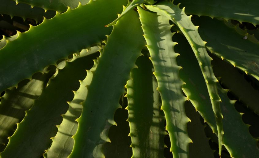 aloe vera biljka