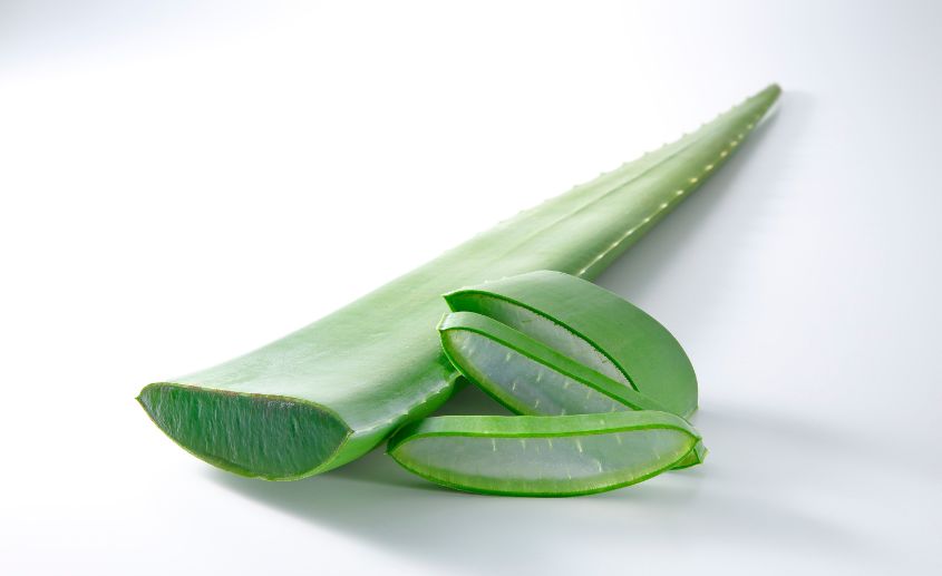 aloje vera