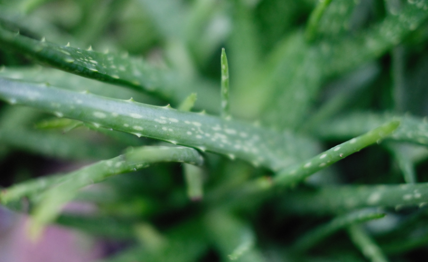 aloe vera beograd